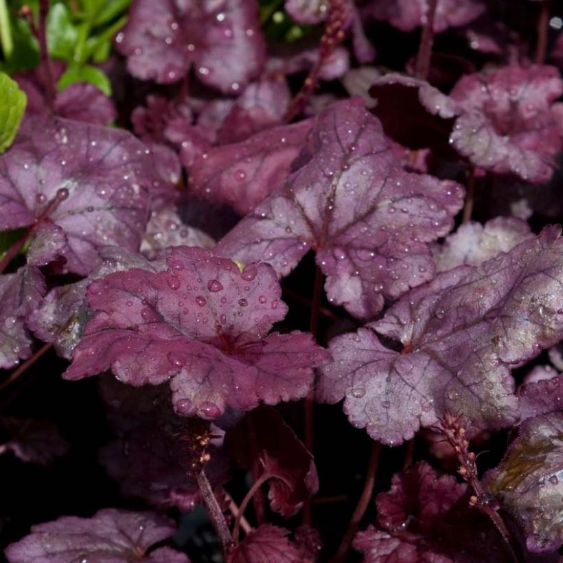 Heuchera Plum Royale - Purperklokje (Foliage)