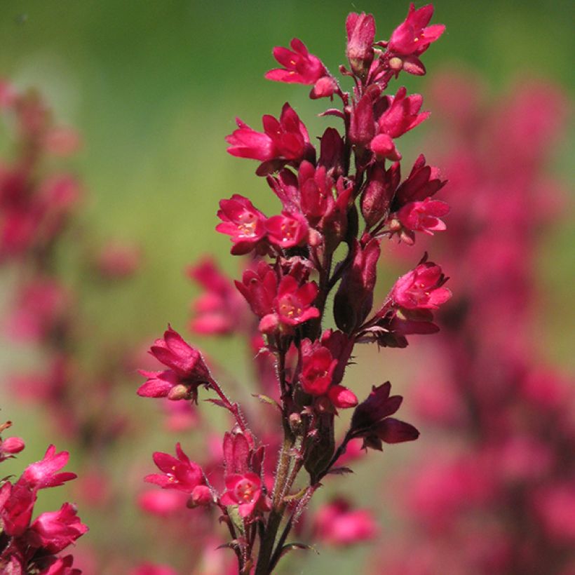 Heuchera sanguinea Leuchtkäfer - Purperklokje (Flowering)