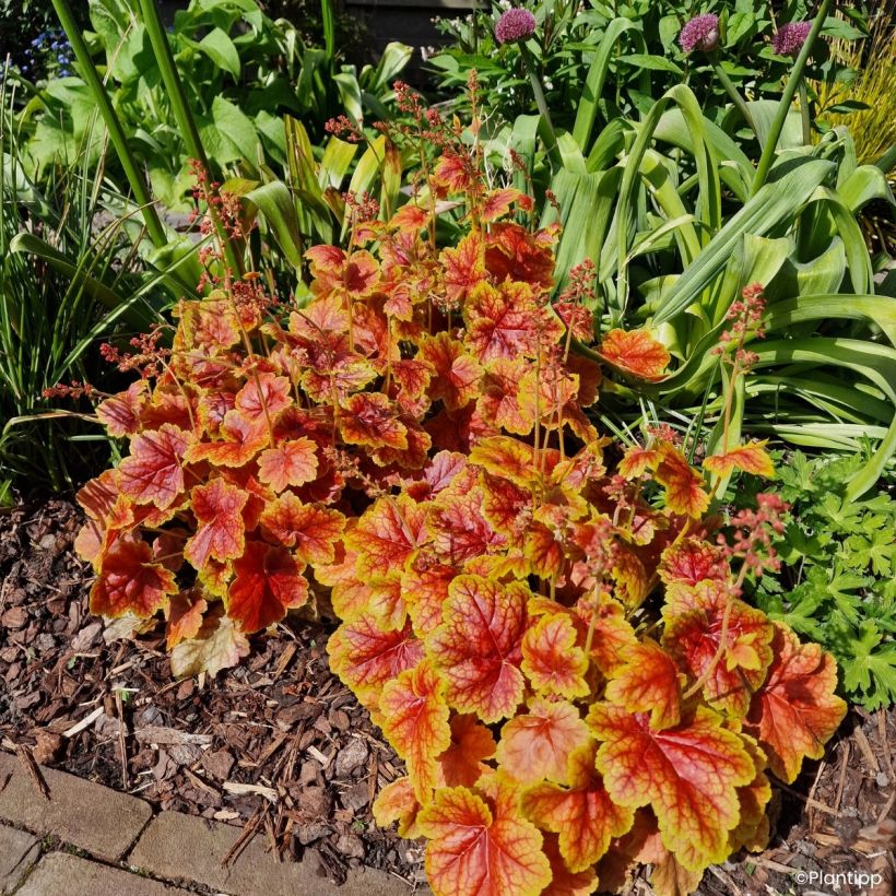 Heuchera Eternal Flame - Purperklokje (Groeiplaats)