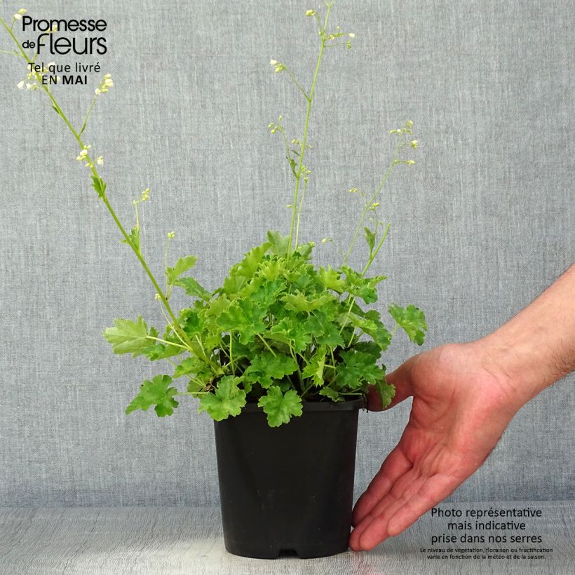 Exemplaar van Heuchera Apple Crisp - Purperklokje Pot van 1 l/1,5 l zoals geleverd in de lente