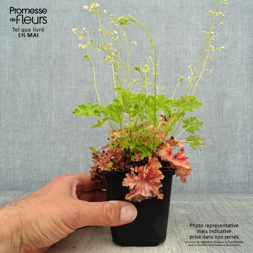 Exemplaar van Heuchera Apple Crisp - Purperklokje Kweekpotje van 8/9 cm zoals geleverd in de lente