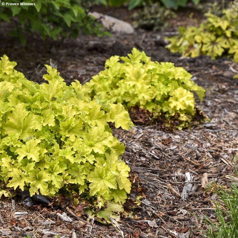 Heuchera Apple Twist - Purperklokje (Plant habit)