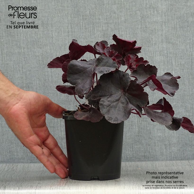 Exemplaar van Heuchera Black Forest Cake - Purperklokje Pot van 1 l/1,5 l zoals geleverd in de herfst