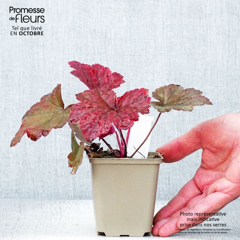 Exemplaar van Heuchère - Heuchera Bloody Dinosaur  Godet de 8/9 cm zoals geleverd in de herfst
