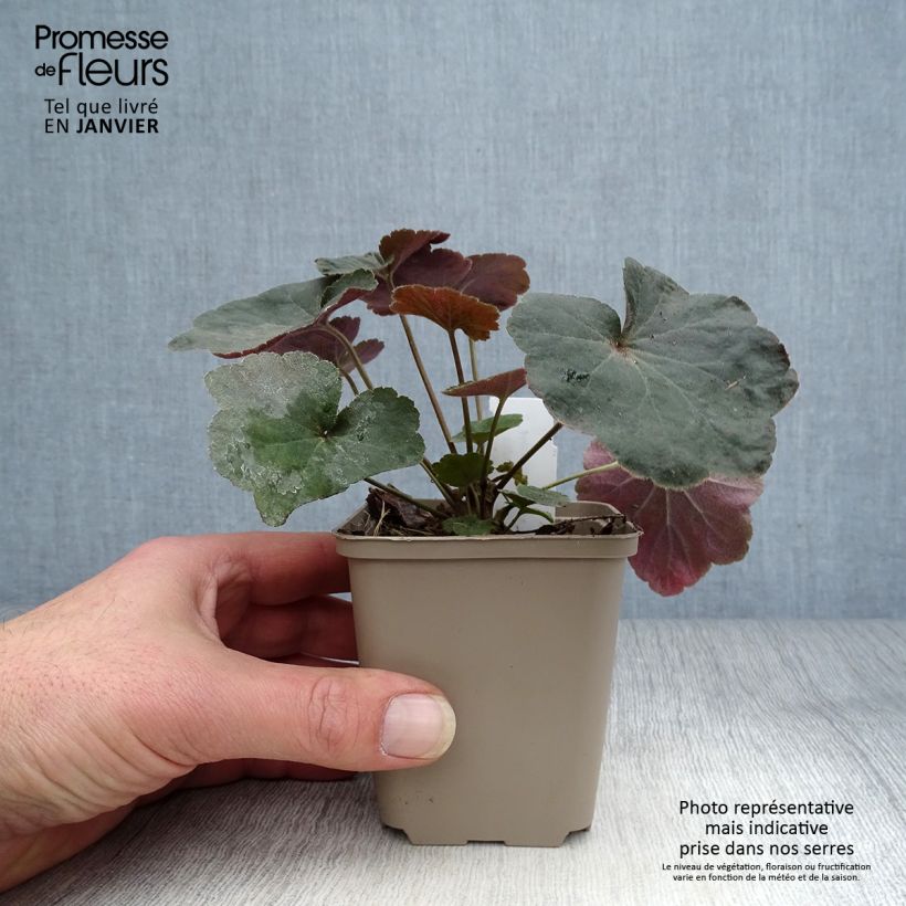 Example of Heuchère Dark Magic as you get in hiver