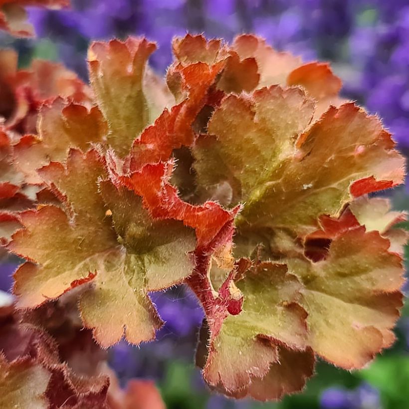 Heuchera Frilly - Purperklokje (Blad)