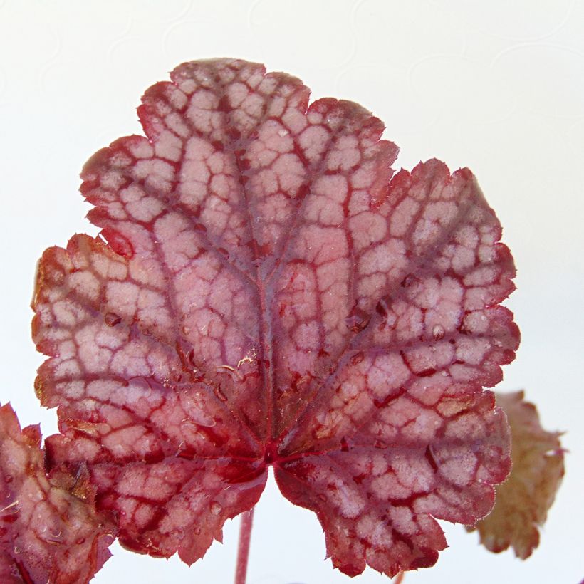 Heuchera Amethyst Myst - Purperklokje (Foliage)