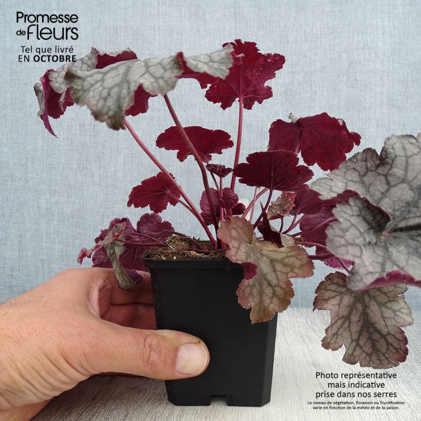 Exemplaar van Heuchera Amethyst Myst - Purperklokje Kweekpotje van 8/9 cm zoals geleverd in de herfst