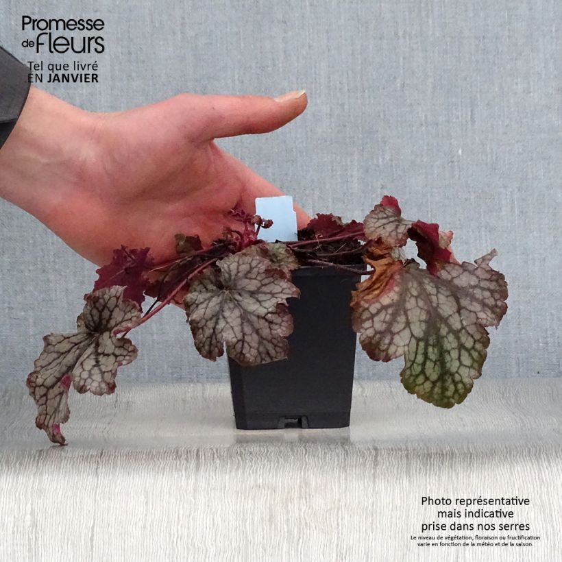 Example of Heuchera Amethyst Myst - Purperklokje Kweekpotje van 8/9 cm as you get in hiver
