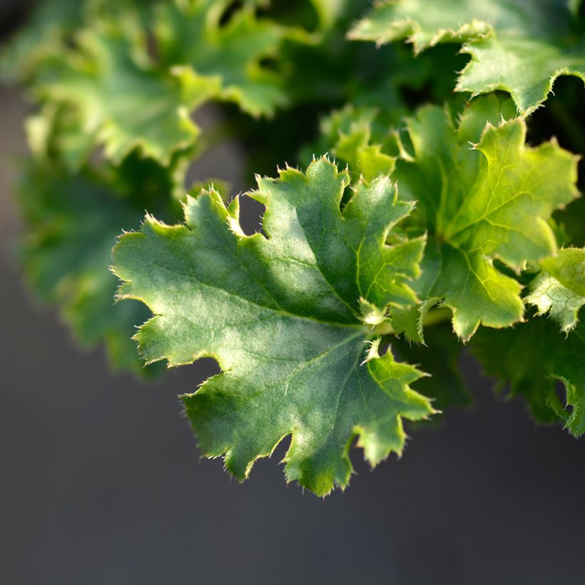 Heuchera Apple Crisp - Purperklokje (Blad)