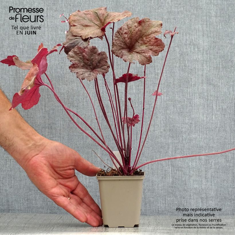 Exemplaar van Heuchera Beaujolais - Purperklokje Kweekpotje van 8/9 cm zoals geleverd in de zomer