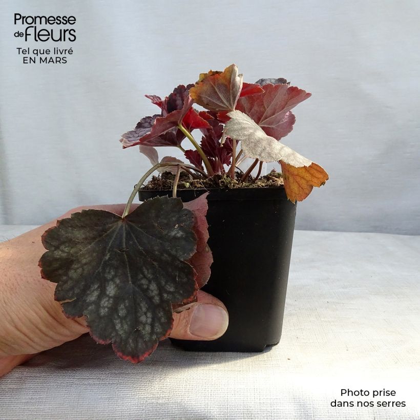 Exemplaar van Heuchera Beauty Color - Purperklokje Kweekpotje van 8/9 cm zoals geleverd in de lente