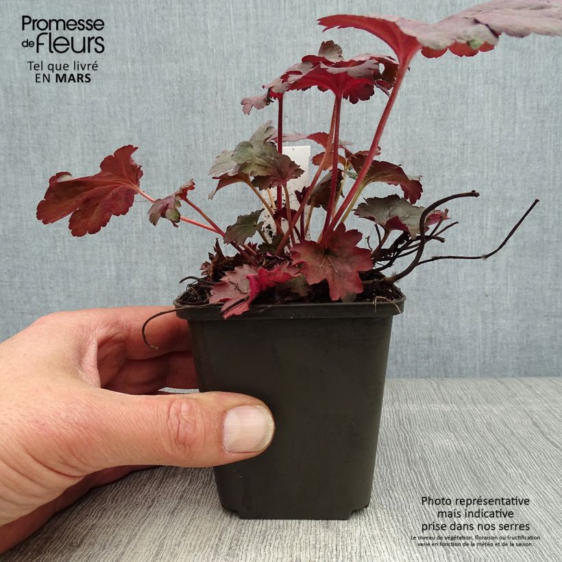 Exemplaar van Heuchera Bella Notte - Purperklokje Kweekpotje van 8/9 cm zoals geleverd in de lente