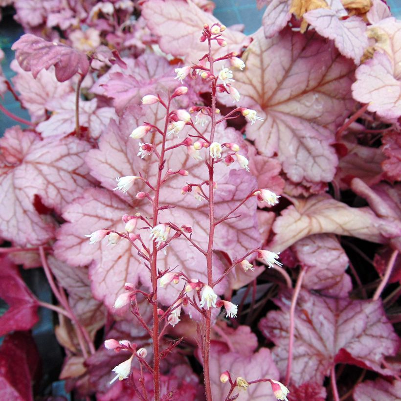 Heuchera Berry Smoothie - Purperklokje (Flowering)