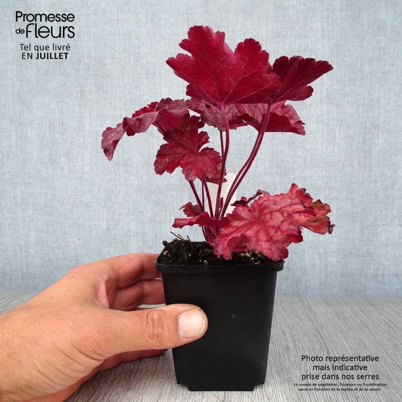 Exemplaar van Heuchera Berry Smoothie - Purperklokje Kweekpotje van 8/9 cm zoals geleverd in de zomer
