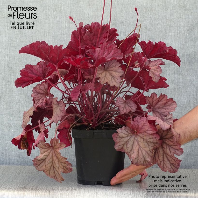 Exemplaar van Heuchera Berry Smoothie - Purperklokje Pot van 1,5 l/2 l zoals geleverd in de zomer