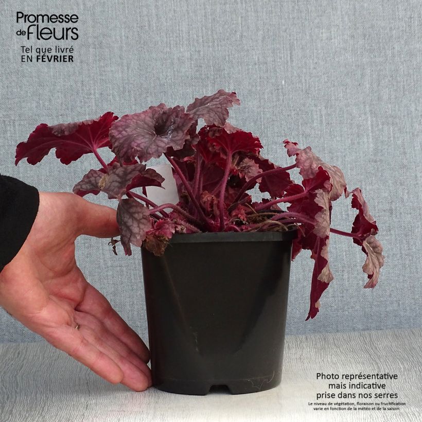 Example of Heuchera Berry Smoothie - Purperklokje Pot van 1,5 l/2 l as you get in hiver