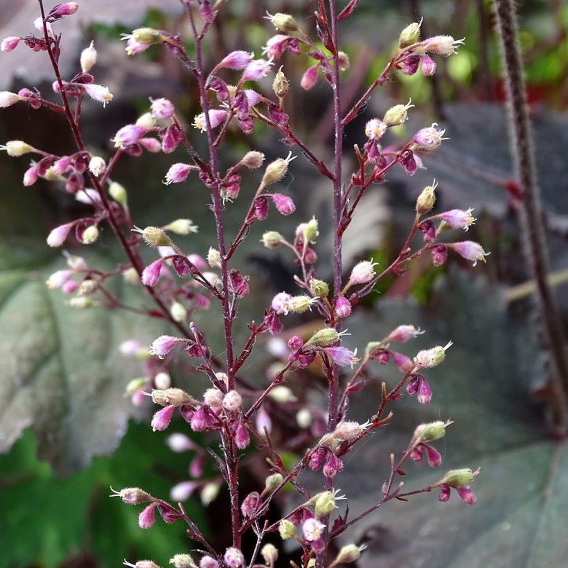 Heuchera Binoche - Purperklokje (Flowering)