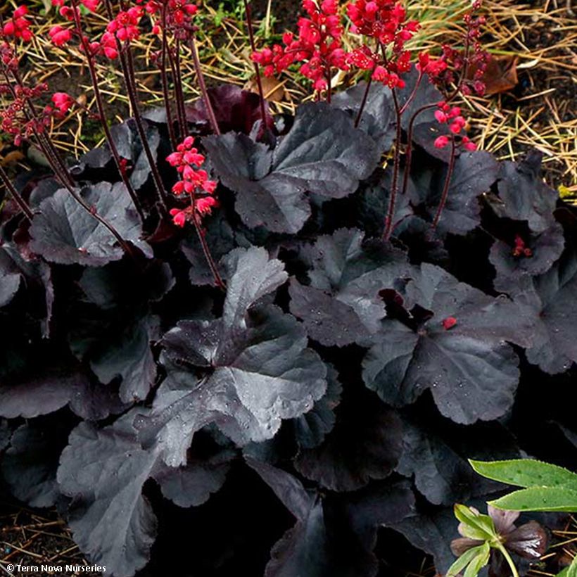 Heuchera Black Forest Cake - Purperklokje (Blad)