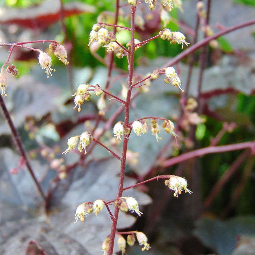 Heuchera Blackout - Purperklokje (Flowering)