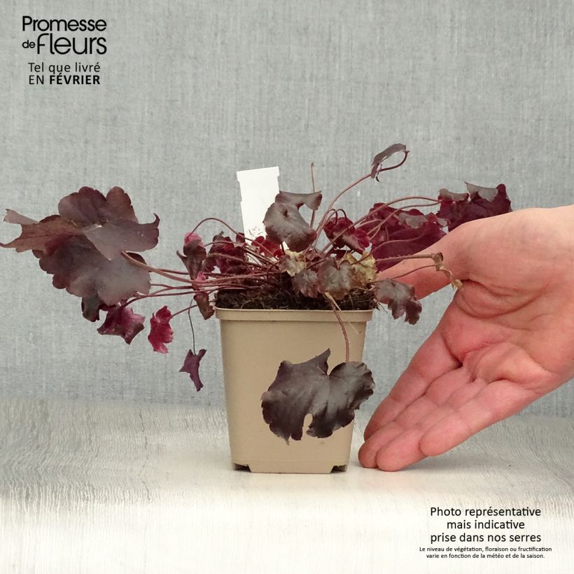 Example of Heuchère - Heuchera Blackout Kweekpotje van 8/9 cm as you get in hiver