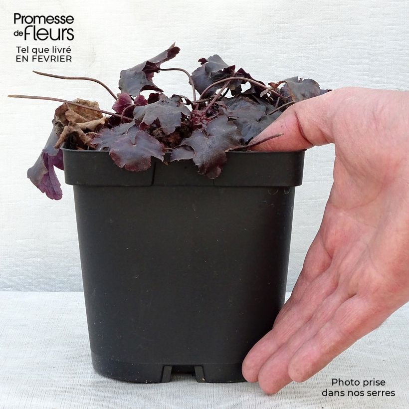 Example of Heuchère - Heuchera Blackout Pot van 2 l/3 l as you get in hiver