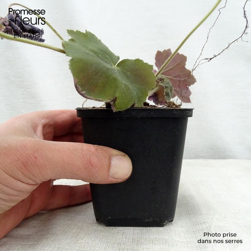 Exemplaar van Heuchera Bronze Beauty - Purperklokje Kweekpotje van 8/9 cm zoals geleverd in de lente