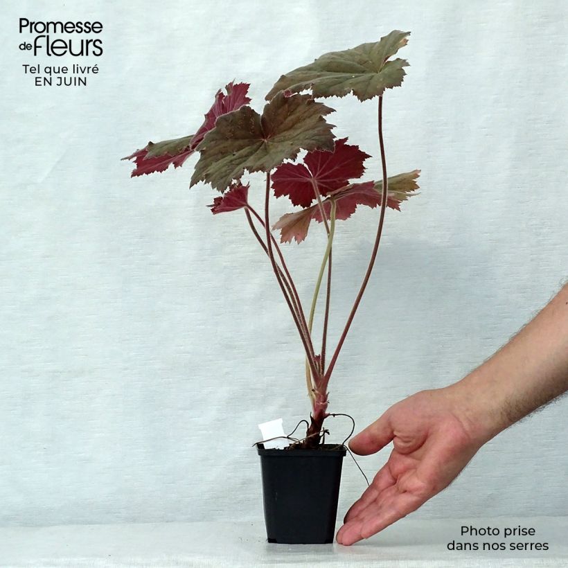Exemplaar van Heuchera Bronze Beauty - Purperklokje Kweekpotje van 8/9 cm zoals geleverd in de zomer