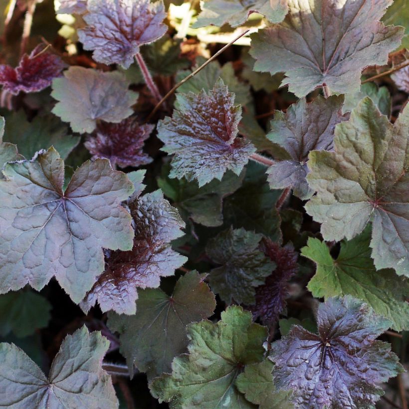 Heuchera Brownies - Purperklokje (Blad)