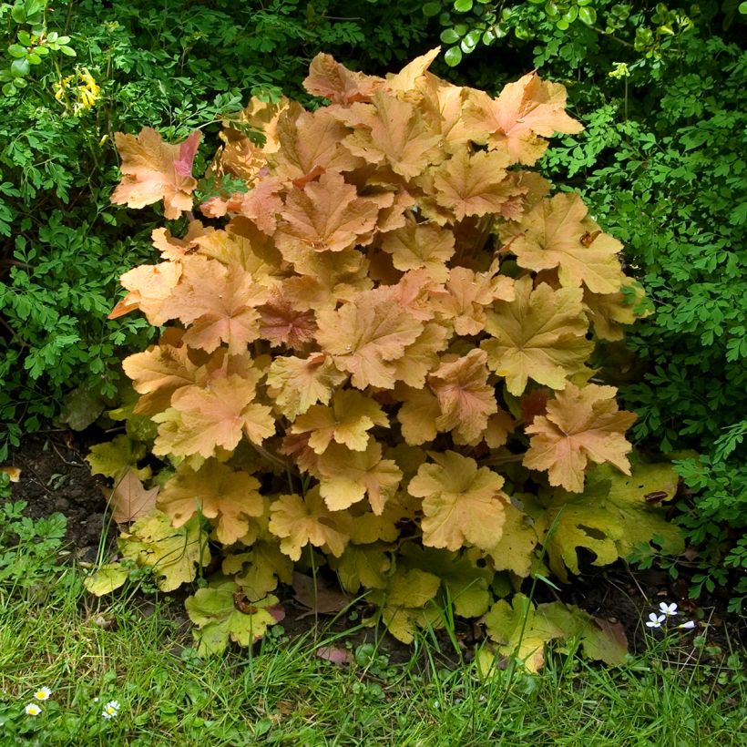 Heuchera Caramel - Purperklokje (Groeiplaats)
