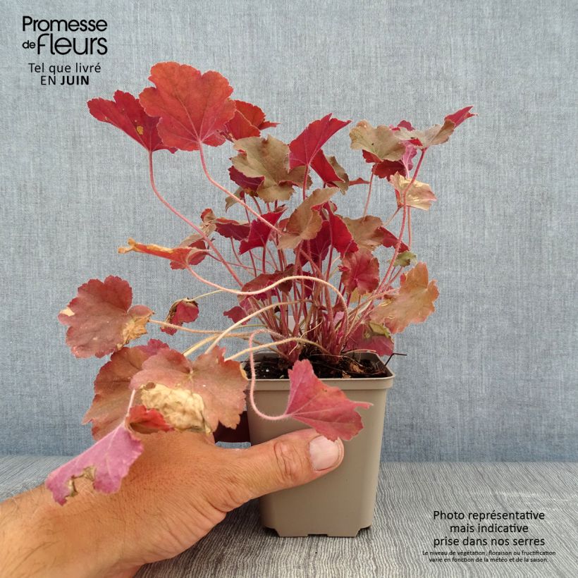 Exemplaar van Heuchera Caramel - Purperklokje Kweekpotje van 8/9 cm zoals geleverd in de zomer