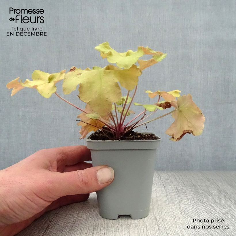 Example of Heuchera Caramel - Purperklokje Kweekpotje van 8/9 cm as you get in hiver