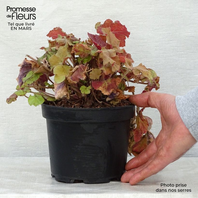 Exemplaar van Heuchera Caramel - Purperklokje Pot van 2 l/3 l zoals geleverd in de lente