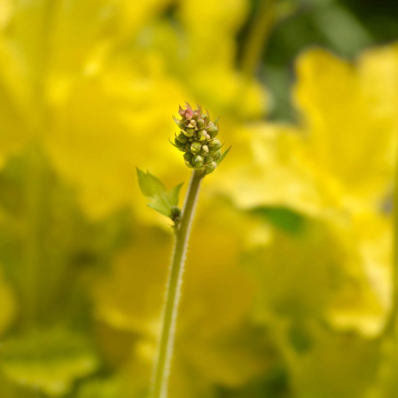 Heuchera Electric Lime - Purperklokje (Bloei)