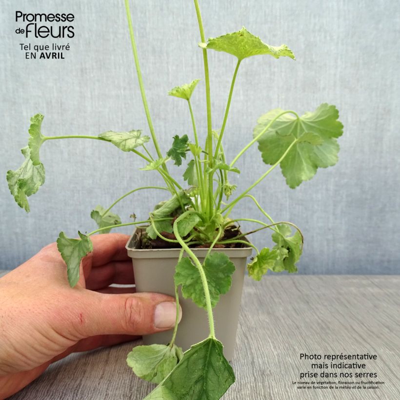 Exemplaar van Heuchera Flower Power - Purperklokje Kweekpotje van 8/9 cm zoals geleverd in de lente