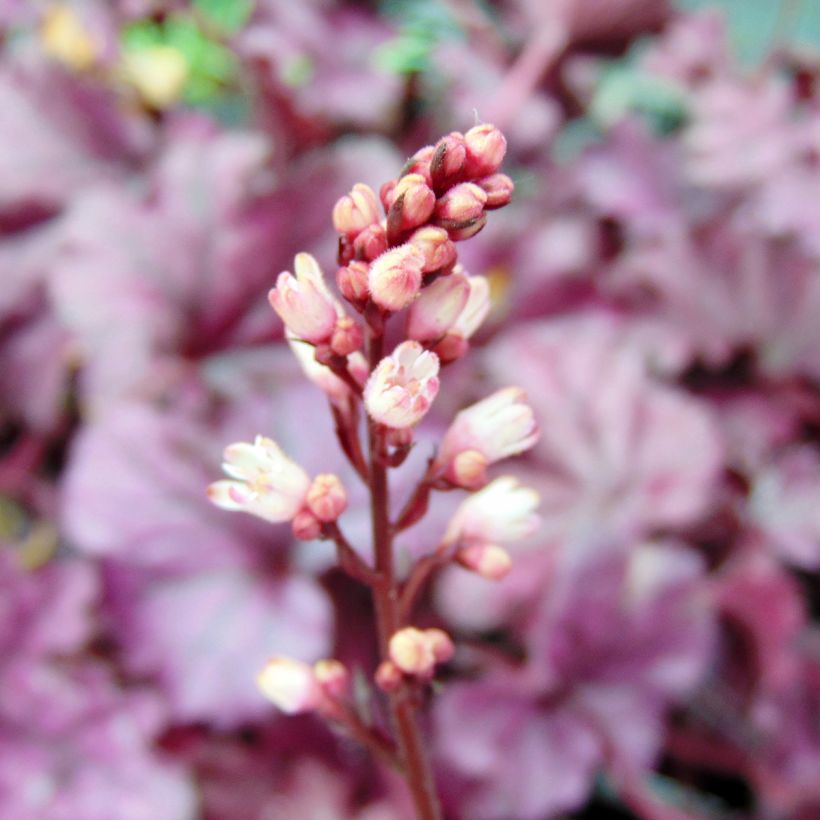 Heuchera Forever Purple - Purperklokje (Flowering)