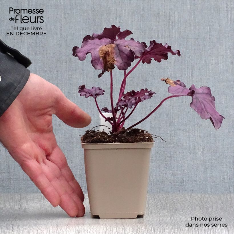 Example of Heuchera Forever Purple - Purperklokje Kweekpotje van 8/9 cm as you get in hiver