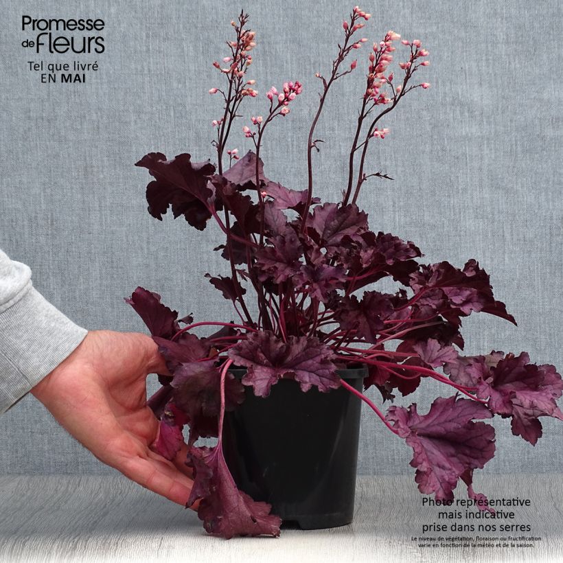 Exemplaar van Heuchera Forever Purple - Purperklokje Pot van 1,5 l/2 l zoals geleverd in de lente