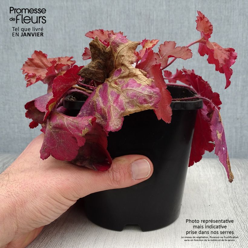 Example of Heuchere - Heuchera Forever Red Pot van 1,5 l/2 l as you get in hiver