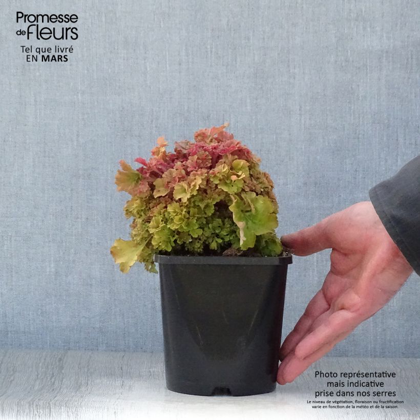 Exemplaar van Heuchera Frilly - Purperklokje Pot van 1,5 l/2 l zoals geleverd in de lente