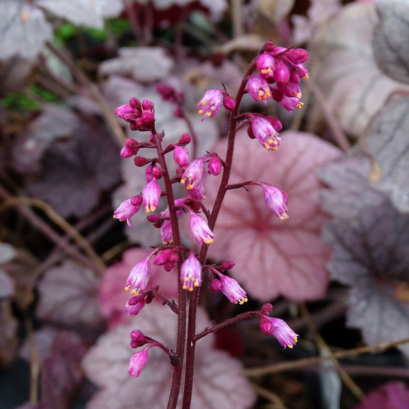 Heuchera Georgia Plum - Purperklokje (Flowering)
