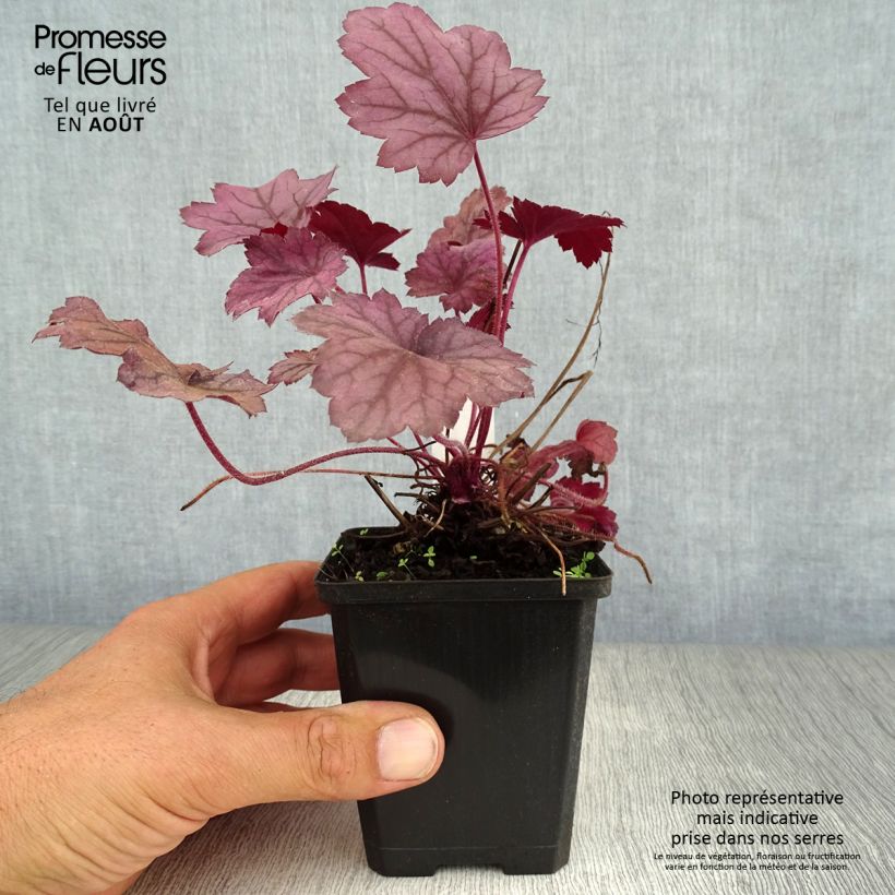 Exemplaar van Heuchera Georgia Plum - Purperklokje Kweekpotje van 8/9 cm zoals geleverd in de zomer