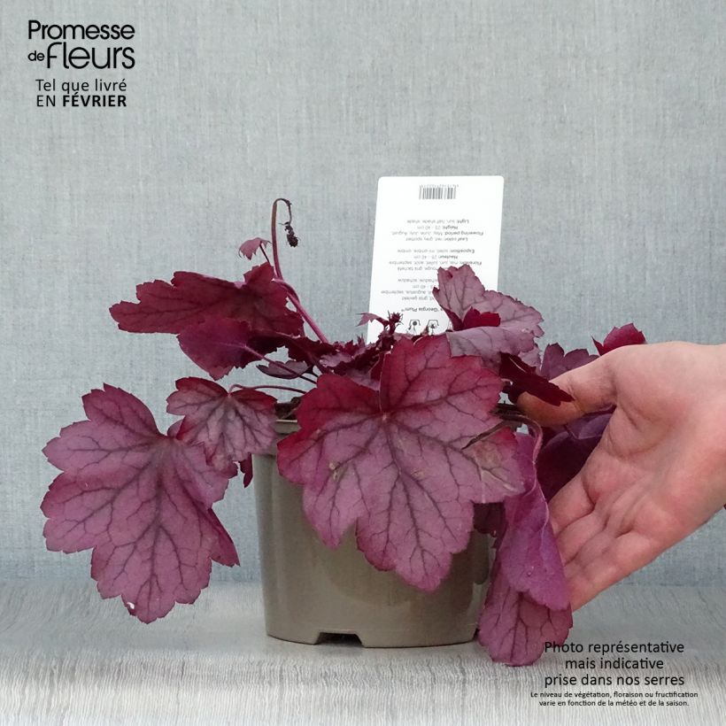 Example of Heuchère - Heuchera Georgia Plum Pot van 2 l/3 l as you get in hiver