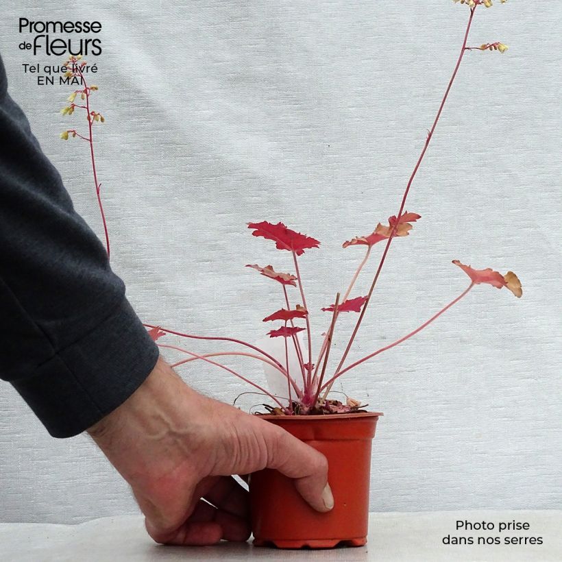 Exemplaar van Heuchera Ginger Ale - Purperklokje Kweekpotje van 8/9 cm zoals geleverd in de lente