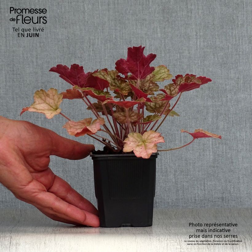 Exemplaar van Heuchera Ginger Ale - Purperklokje Kweekpotje van 8/9 cm zoals geleverd in de zomer