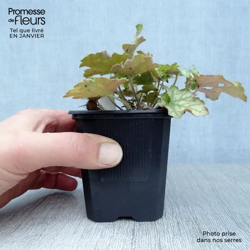 Example of Heuchère - Heuchera Ginger Ale Kweekpotje van 8/9 cm as you get in hiver