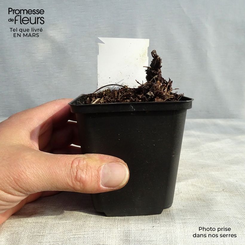 Exemplaar van Heuchera Green Ivory - Purperklokje Kweekpotje van 8/9 cm zoals geleverd in de winter