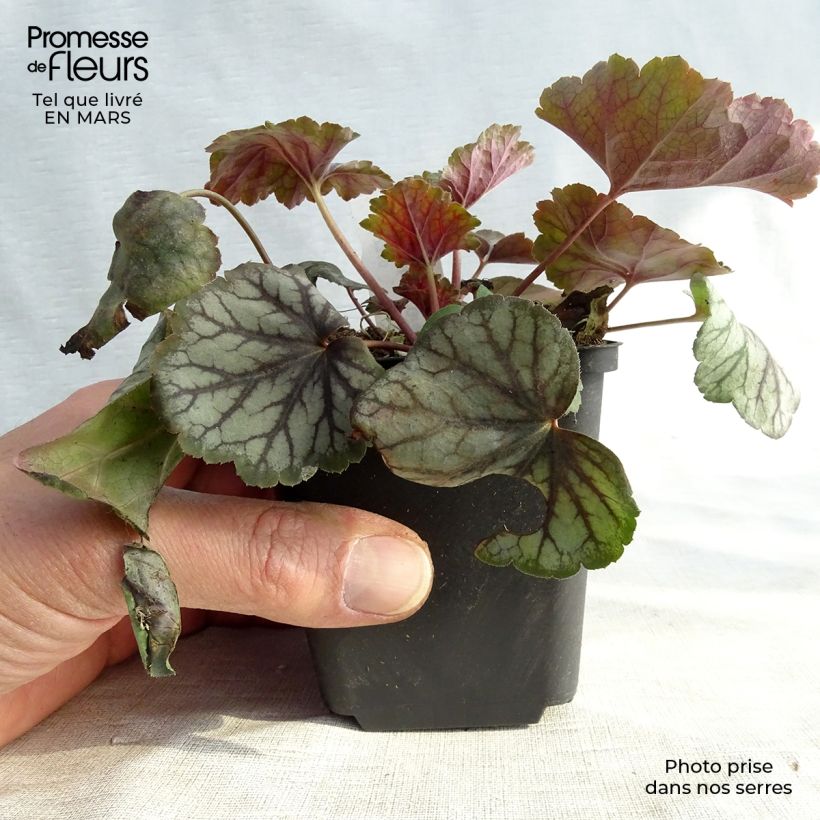 Example of Heuchère - Heuchera Green Spice Kweekpotje van 8/9 cm as you get in hiver