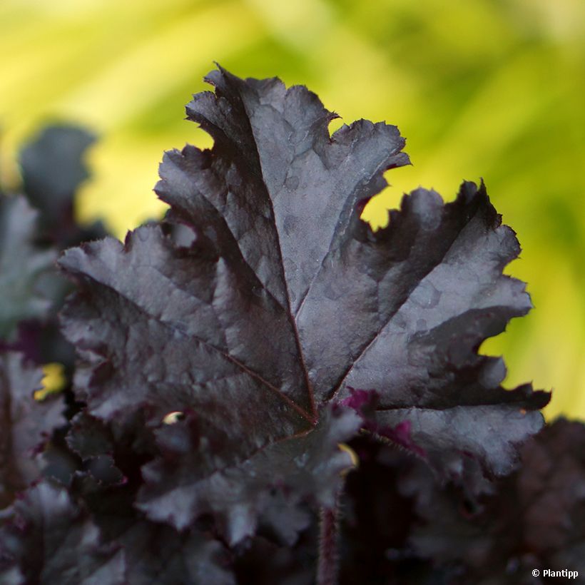Heuchera Dark Secret - Purperklokje (Foliage)