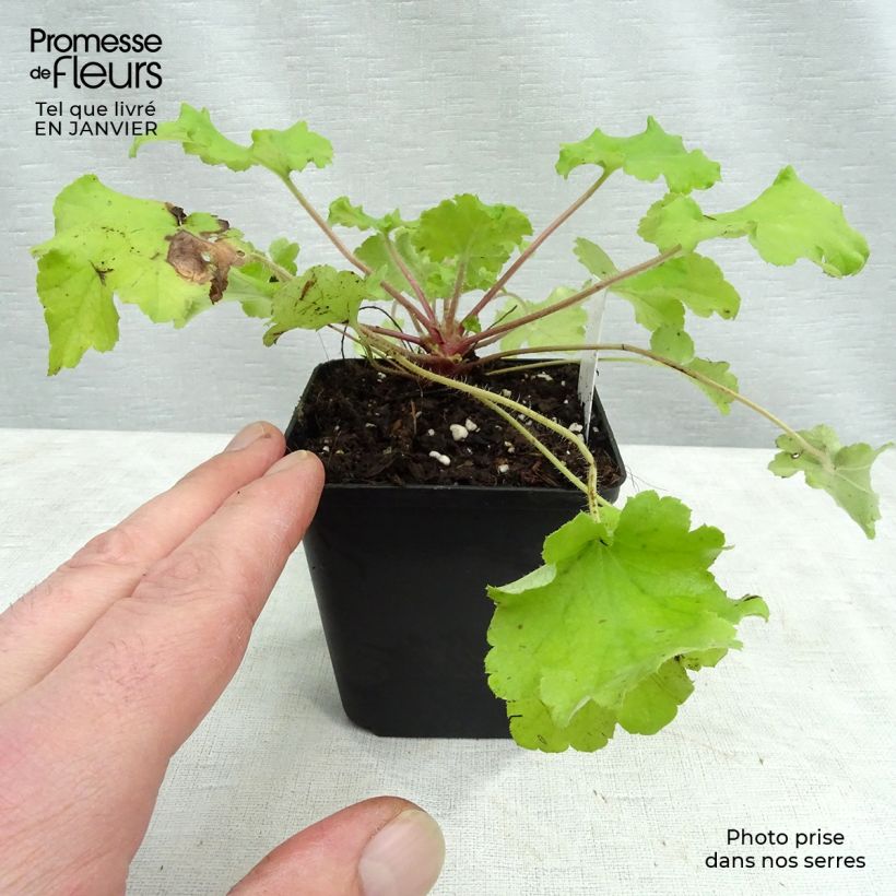 Example of Heuchera Lime Marmalade - Purperklokje Kweekpotje van 8/9 cm as you get in hiver